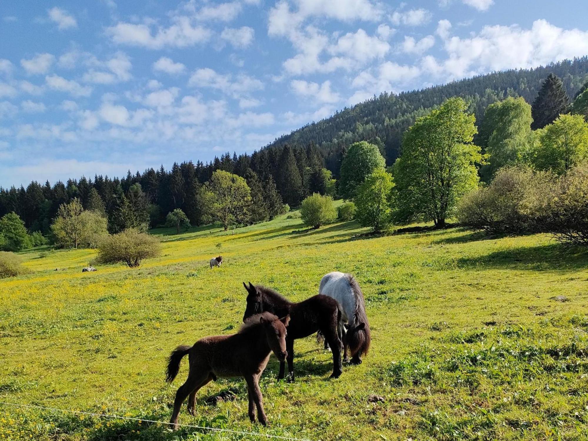 Vacation Home Am Hermannsberg, Oberschoenau Oberschonau Экстерьер фото